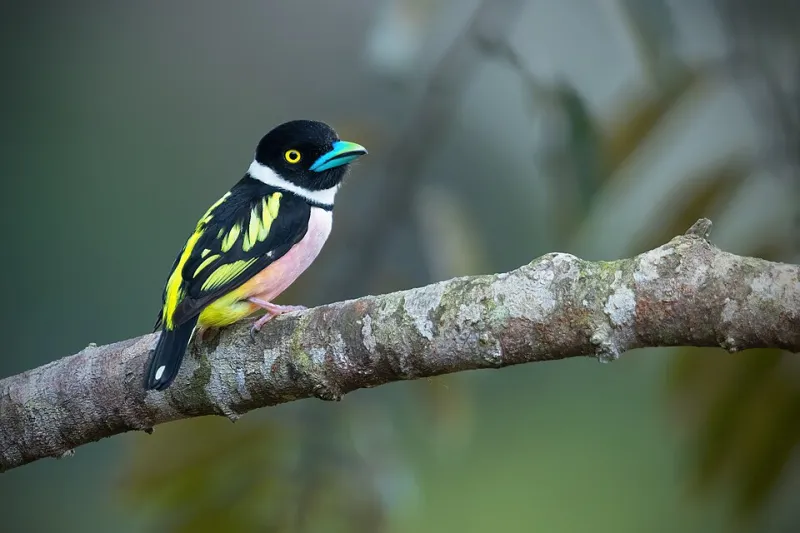 Yellow and Black Are the New Team Colors: How the Tiger Stripes Landed on American Campuses